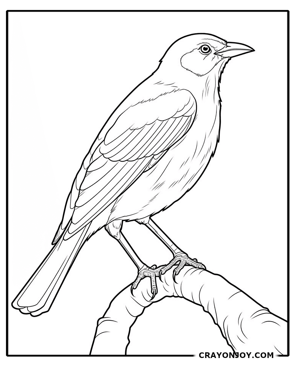 Free Printable Blackbird Coloring Pages for Kids & Adults