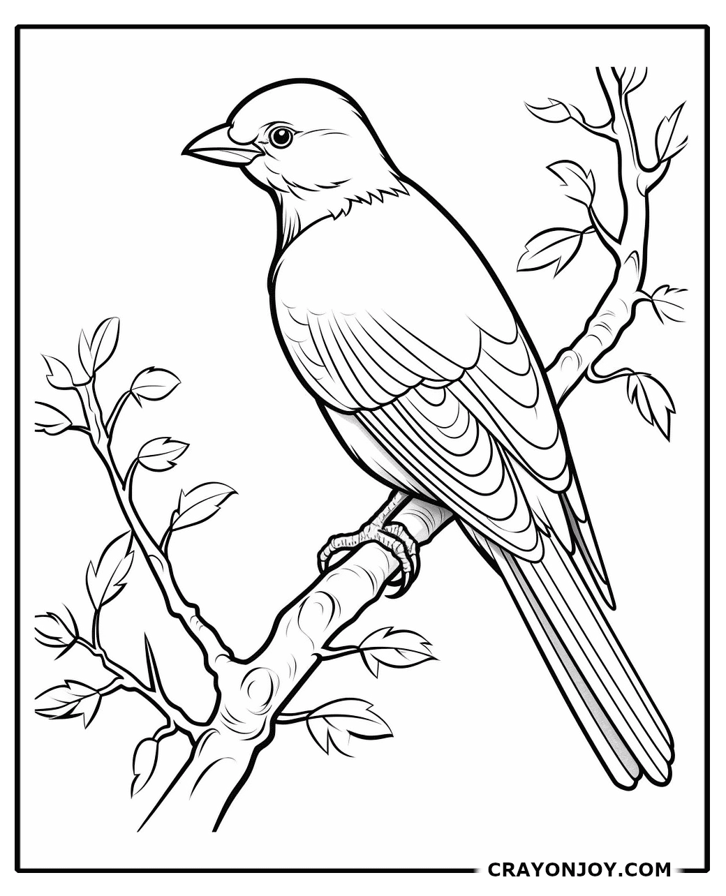 Bowerbird Coloring Pages: Free Printable Sheets for Kids