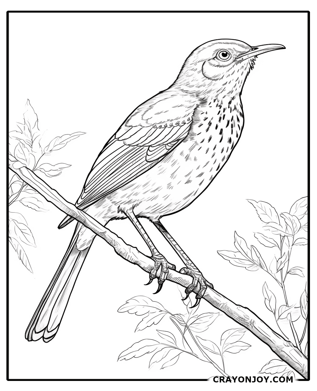 Brown-Thrasher Coloring Pages: Free Printable Sheets for Kids and Adults
