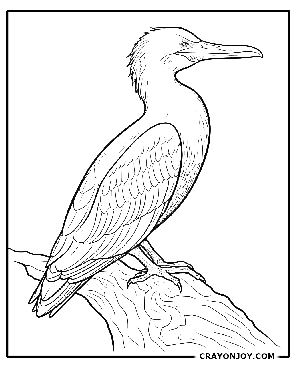 Cormorant Coloring Pages: Free Printable Sheets for Kids and Adults