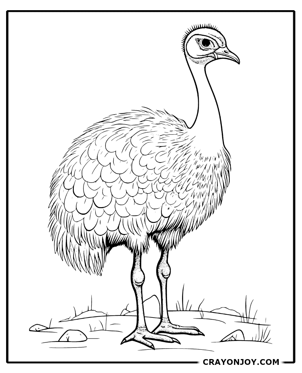 Emu Coloring Pages: Free Printable Sheets for Kids and Adults