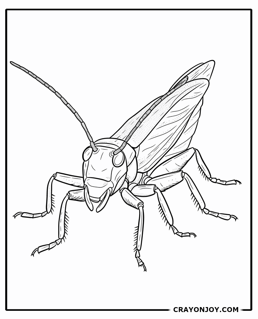 Free Printable Cricket Coloring Pages for Kids & Adults