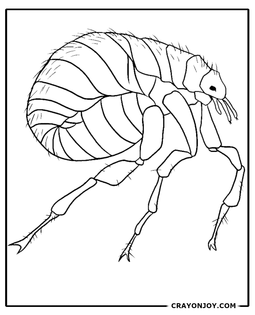 Free Printable Flea Coloring Pages for Kids & Adults