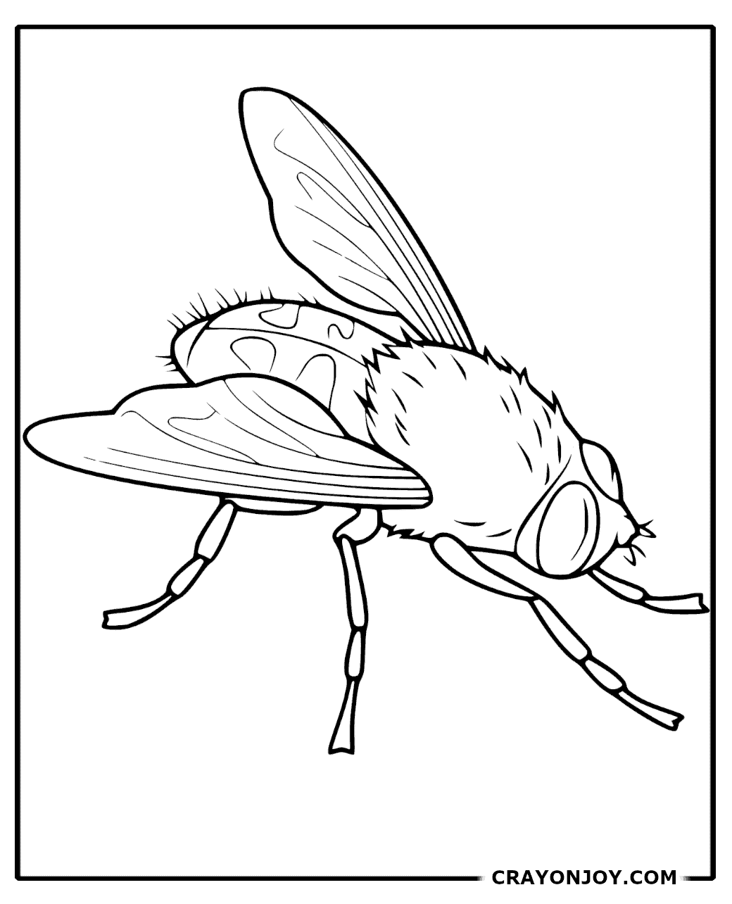 Free Printable Fly Coloring Pages for Kids & Adults