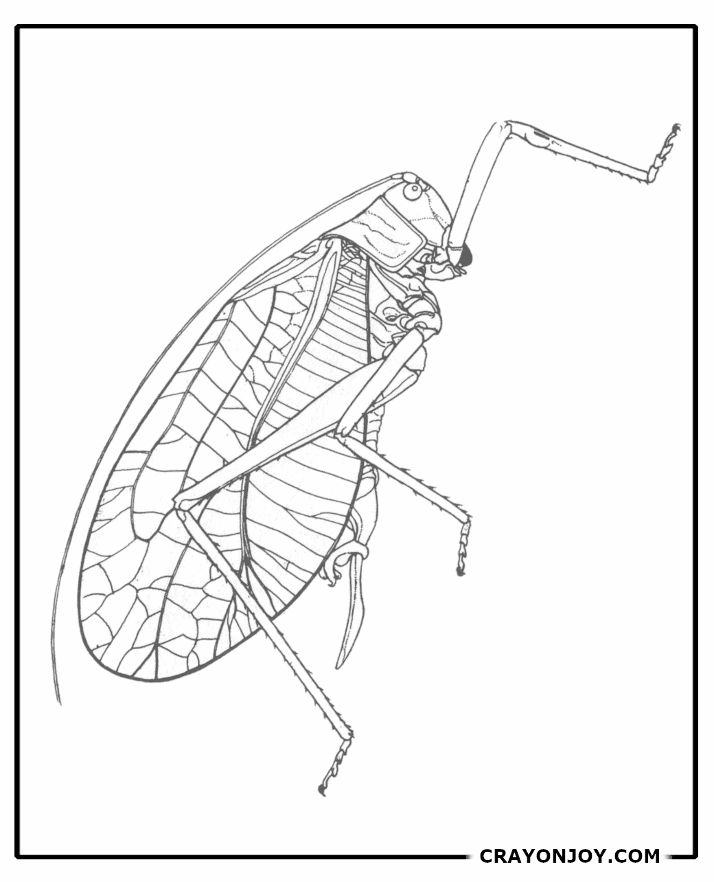 Free Printable Katydid Coloring Pages for Kids & Adults