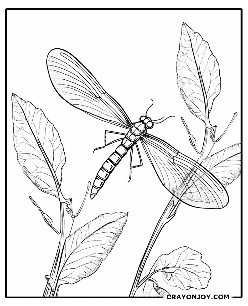 Mayfly Coloring Pages: Free Printable Sheets for Kids and Adults